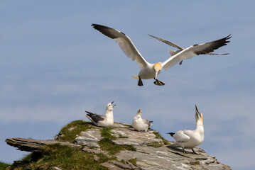 Fou de Bassan, jeune,.Morus bassanus, Northern Gannet