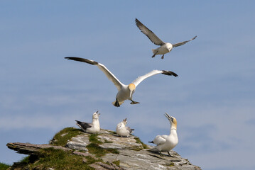 Fou de Bassan, jeune,.Morus bassanus, Northern Gannet