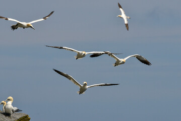 Fou de Bassan, jeune,.Morus bassanus, Northern Gannet