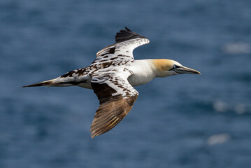 Fou de Bassan, jeune,.Morus bassanus, Northern Gannet