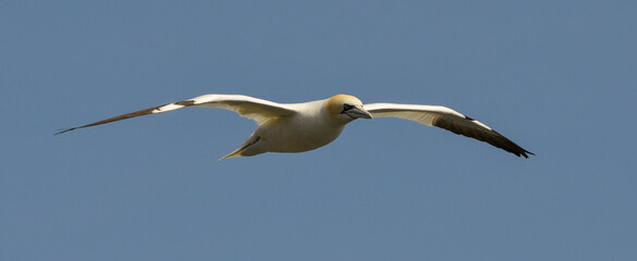 Fou de Bassan, jeune,.Morus bassanus, Northern Gannet