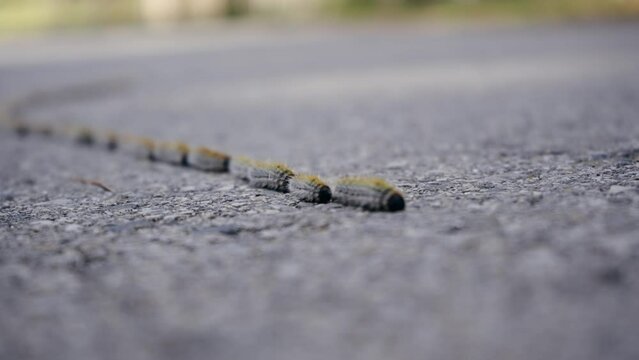 A line of caterpillars of the pine processionary moth