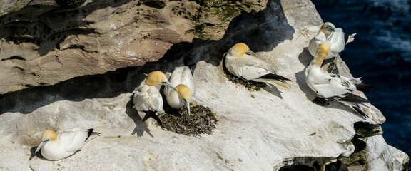 Fou de Bassan, nid , colonie,.Morus bassanus, Northern Gannet © JAG IMAGES