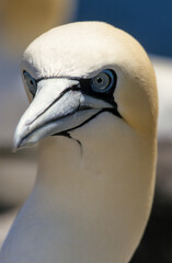 Fou de Bassan, nid , colonie,.Morus bassanus, Northern Gannet