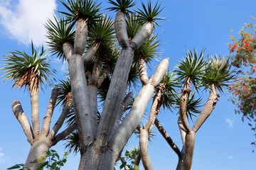 Tuinposter Exotische Bäume auf der Insel Madeira © fine pics