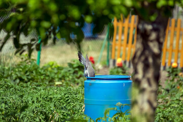 Gołąb pije wodę z plastikowej beczki w upalny słoneczny dzień.	
