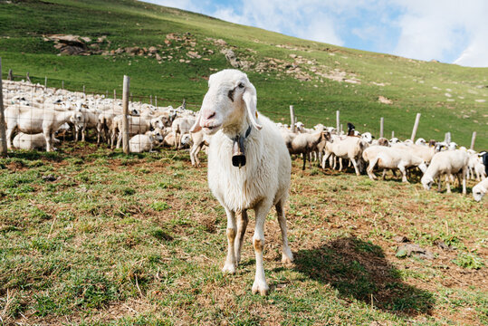 Sheep pasturing on grassy meadow