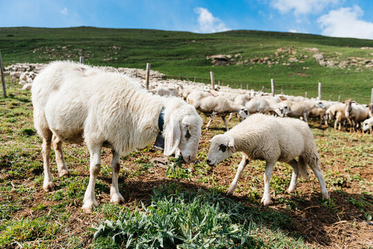 Sheep and lamb grazing against herd in green countryside
