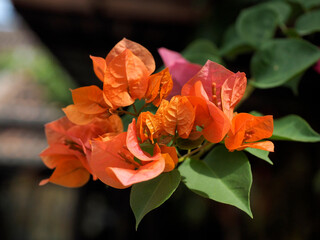 Orange bougainvillea flowers bloom in summer in Hoi An, Vietnam