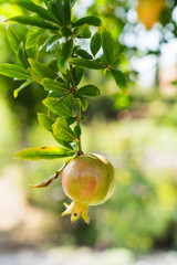 Isolated pomegranate hanging on tree