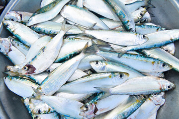 Obraz premium Fresh herring, caught and sold by fishermen on the coast of Quang Nam (Central Vietnam)