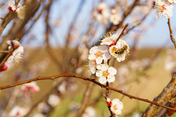A bee on a fruit tree flower pollinates in early spring. Spring background with copy space - Powered by Adobe