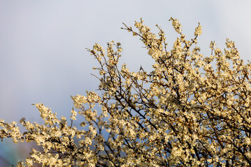 Crown of a flowering fruit tree or top of a tree in early spring flowers with selective focus. Spring background
