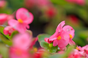 Flowers in the bed Begonia. Greening the urban environment. Background with selective focus