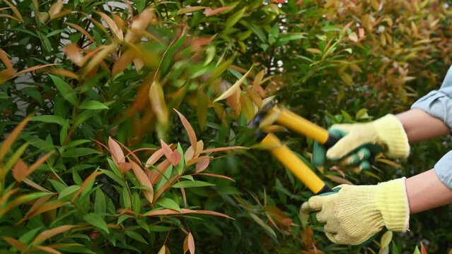 Gardener using a scissor to shearing and trim a tips of Lilly Pilly Hedge plant.