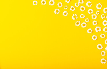 Beautiful spring chamomile flowers. Wildflowers. Flat lay spring and summer chamomile flowers on yellow background. The concept of gardening and plants. Bouquet. Place for text, copy space.