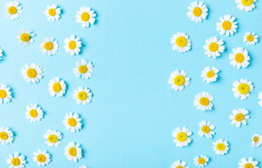 Beautiful spring chamomile flowers. Wildflowers. Flat lay spring and summer chamomile flowers on blue background. The concept of gardening and plants. Bouquet. Place for text, copy space.