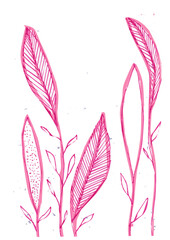 Minimalistic illustration of feathers, pink hand drawn simple