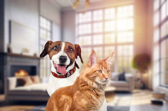 cute little young cat and dog at home, AI generated image