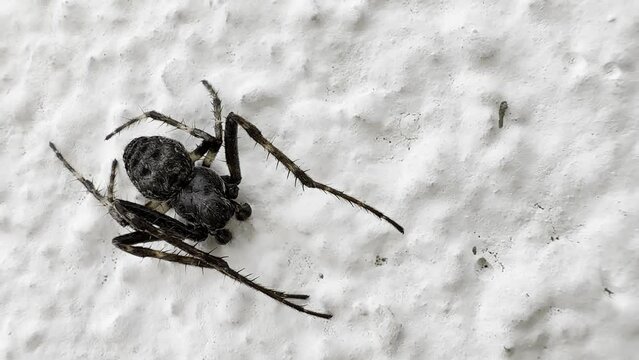 Spider on white background ( Nuctenea umbratica), the walnut orb - weaver spider - macro, closeup