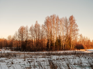 tree trunks and branches in cold winter landscape
