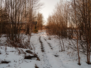 tree trunks and branches in cold winter landscape