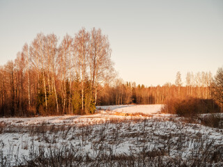 tree trunks and branches in cold winter landscape