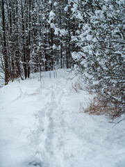 tree trunks and branches in cold winter landscape