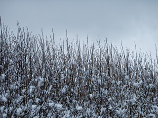 tree trunks and branches in cold winter landscape
