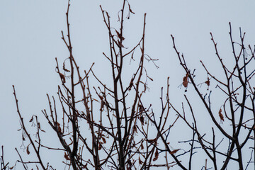 tree trunks and branches in cold winter landscape