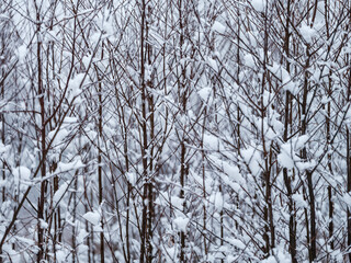 tree trunks and branches in cold winter landscape