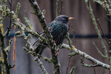 young starling sitting on the tree branch and singing