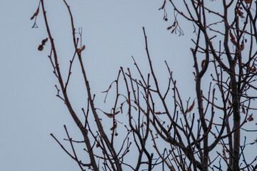 tree trunks and branches in cold winter landscape