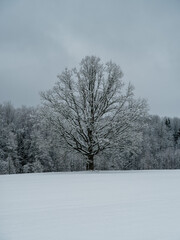 tree trunks and branches in cold winter landscape