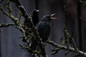 young starling sitting on the tree branch and singing