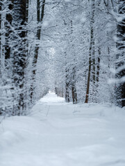 tree trunks and branches in cold winter landscape