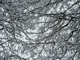 tree trunks and branches in cold winter landscape