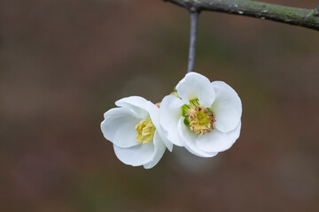 Obraz premium Close up White flowers of Japanese Quince. Floral spring background, selective focus