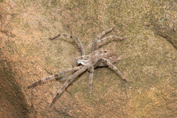Close-up of an unknown species of rain spider (Palystes sp) found in the wild in KwaZulu-Natal, South Africa