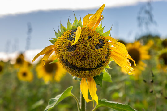 Sunflower seeds removed from a flower head to give the impression of a face