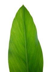 Fresh green leaf on white background