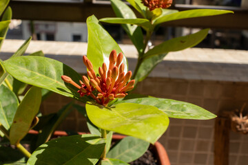 Obraz premium Beautiful red flower of Ixora coccinea (Ixora chinensis) blooming in the garden.