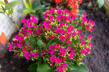 Pink Kalanchoe blossfeldiana flower close-up. Known as flaming Katy, Christmas kalanchoe, flower girl kalanchoe and flower of fortune. Garden plant.