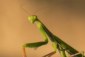 Mantis - Mantis religiosa green animal sitting on a blade of grass in a meadow.