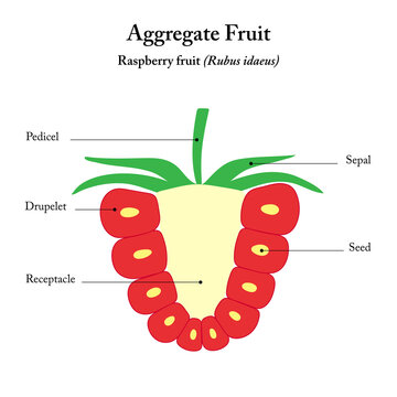 Raspberry fruit (Rubus idaeus). Aggregate fruit.