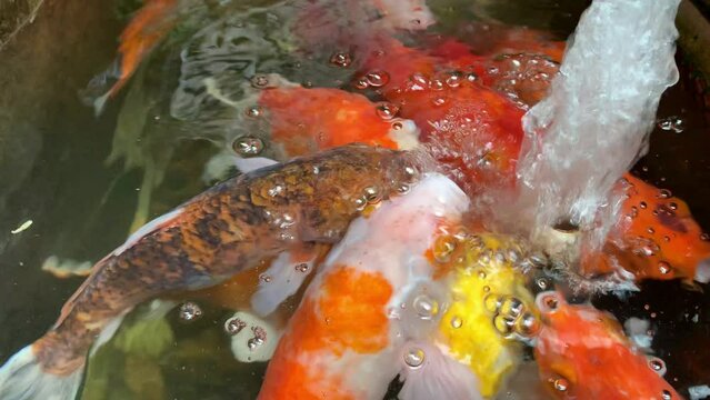 The beautiful koi in the pond are swimming on the surface of the water that is ventilated by oxygen tubes