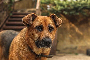 Sad dog on a chain near their booth
