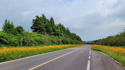 Fototapeta premium Cosmos Road, Cosmos, Orange cosmos, cosmos flowers, flower