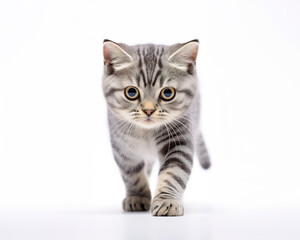 Closeup Portrait of Tiny Gray American Shorthair Kitten on White