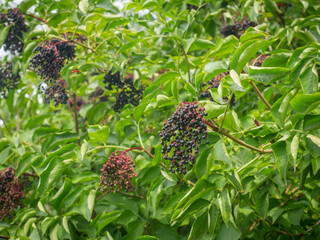 Schwarze Früchte hängen in Trauben an Zweigen eines Strauches des schwarzen Holunders (Sambucus nigra).